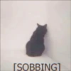 KITTEN MOODs 18