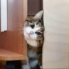 Kittens 22