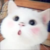 KITTEN MOODs 19