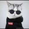 Supreme
@Misterdarcy_cat