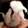 meow 17