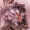 lil hᥲms 19