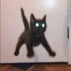 KITTEN MOODs 20