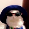 meow 18