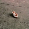 meow 19