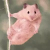 lil hᥲms 20