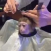 cutie monkey 21