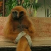 cutie monkey 22