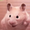 lil hᥲms 21