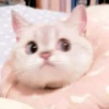 meow 20