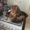 Kittens 23