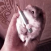 lil hᥲms 22