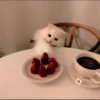 meow 21