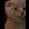 Kittens Clau 22