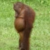 cutie monkey 24