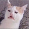 KITTEN MOODs 21