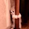 meow 22