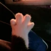 meow 23