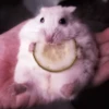 lil hᥲms 23