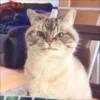KITTEN MOODs 22