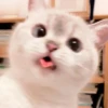 meow 24
