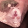 lil hᥲms 25