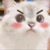 Koteki 22