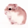 lil hᥲms 26