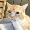 KITTEN MOODs 24