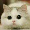 Kittens Clau 23