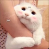 KITTEN MOODs 25