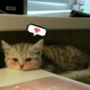 Kittens Clau 24