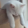 Kittens Clau 25
