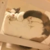 Kittens 26