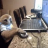 cutie monkey 25