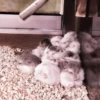 lil hᥲms 27