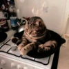 meow 25