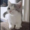 Kittens Clau 27