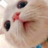 KITTEN MOODs 28