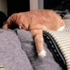 meow 26