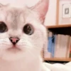 meow 27