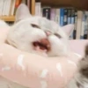 Kittens Clau 29