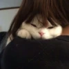 Kittens 27