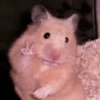 lil hᥲms 28