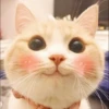 Kittens Clau 30