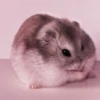 lil hᥲms 30