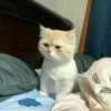 Kittens 28