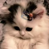 meow 28