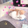 KITTEN MOODs 29