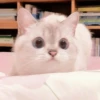 meow 29